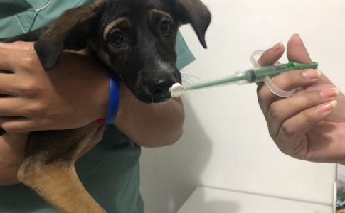 フィリピンで子犬のワクチン接種
